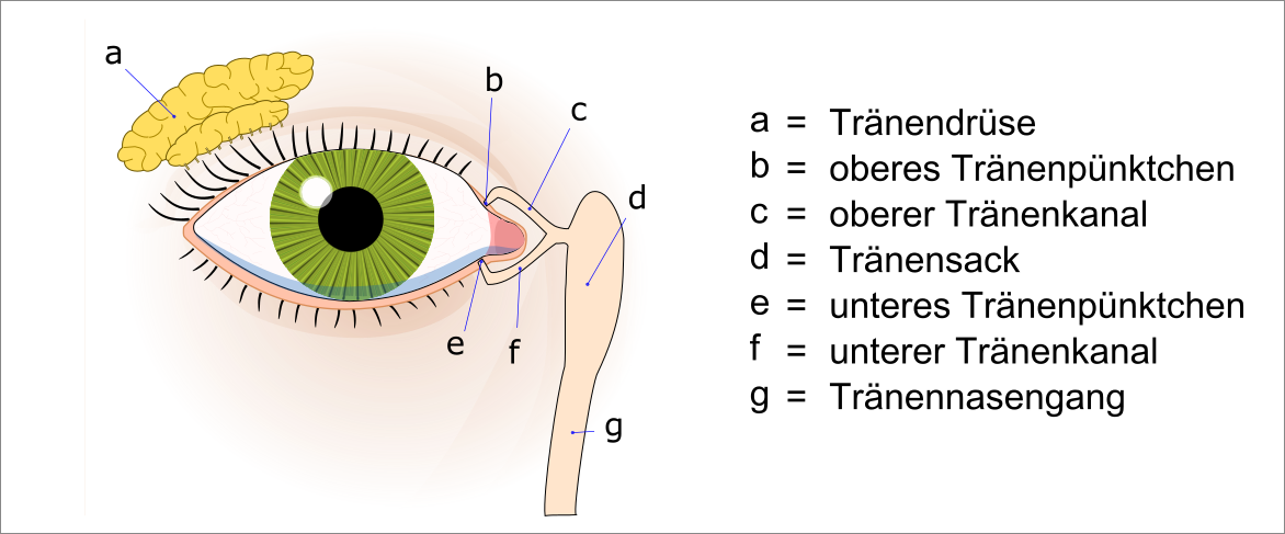 Ein Auge Tränt Und Ein Nasenloch Läuft